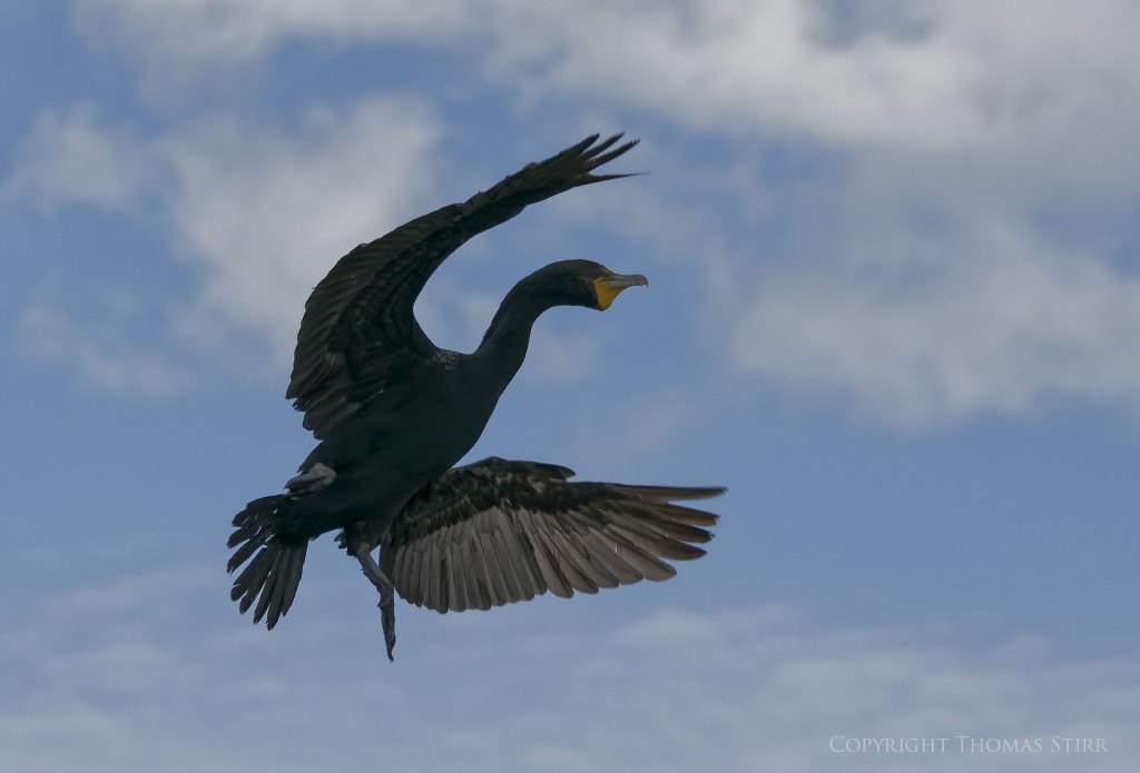 Nikon 1 J5 + Nikon 1 CX 70-300mm f/4.5-5.6 @ 101mm, f/5.6, 1/1600, ISO-160