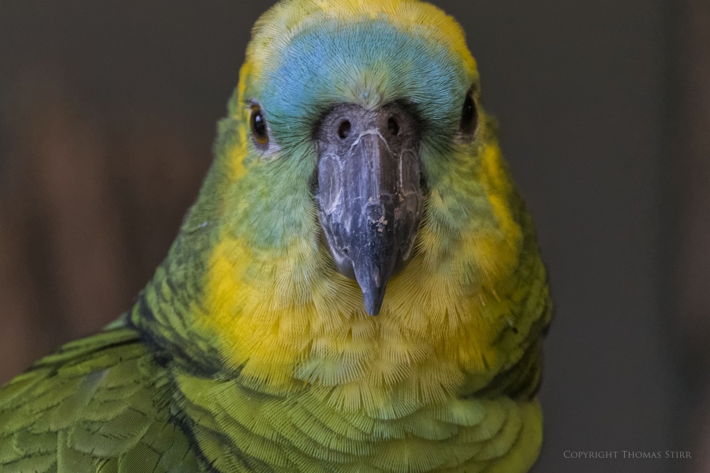 Nikon 1 J5 + Nikon 1 CX 70-300mm f/4.5-5.6, f/5.6, 1/125, ISO-2200, 300mm