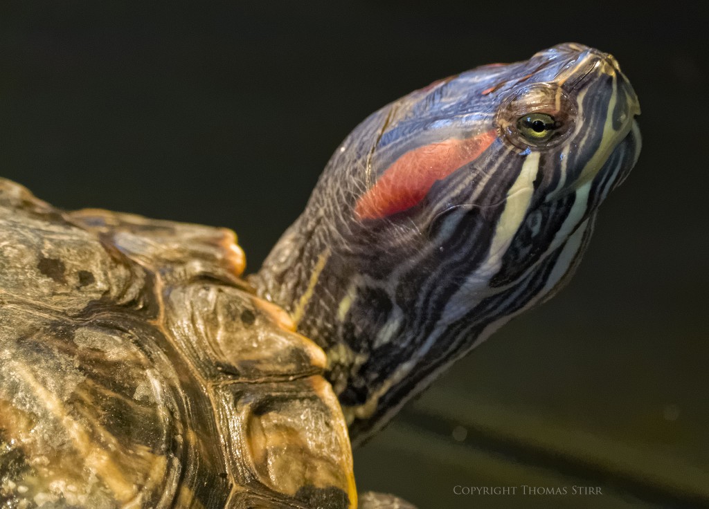 Nikon 1 J5 + Nikon 1 CX 70-300mm f/4.5-5.6, f/5.6, 1/160, ISO-6400, 152mm