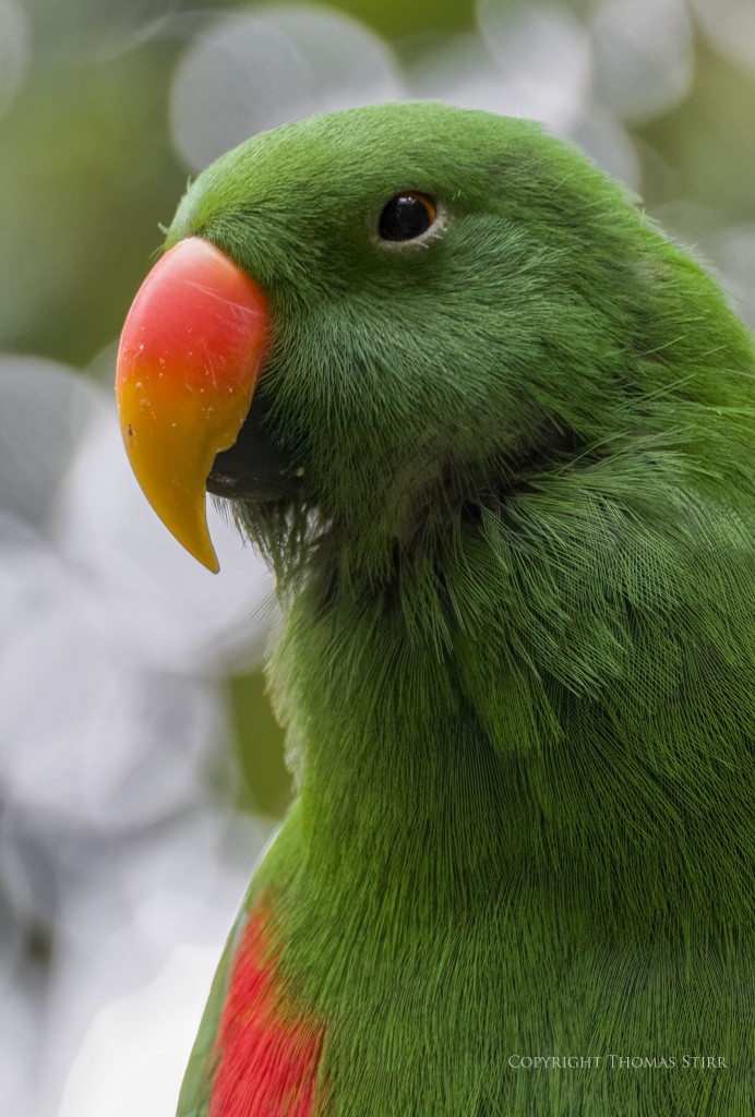 Nikon 1 J5 + Nikon 1 CX 70-300mm f/4.5-5.6, f/5.6, 1/60, ISO-2500, 300mm