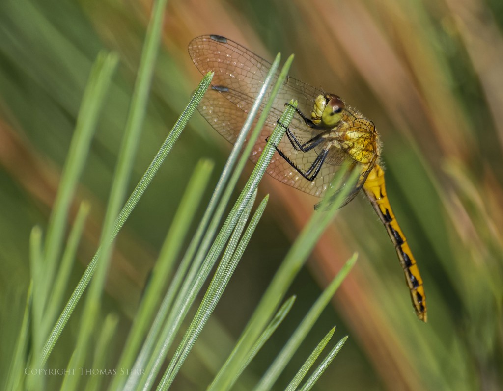 Nikon 1 J5 + Nikon 1 CX 70-300mm f/4.5-5.6, f/5.6, 1/400, ISO-160, 275mm