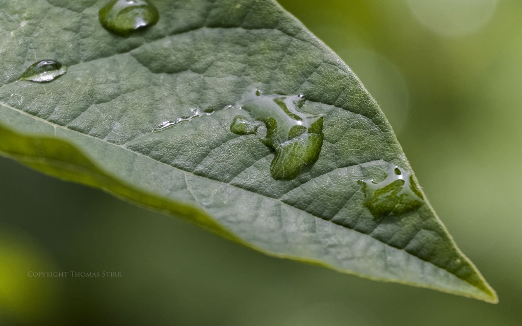 Nikon 1 J5 + Nikon 1 30-110mm f/3.8-5.6 @ 110mm, f/5.6, 1/1000, ISO-1000, Vello 16mm extension tube