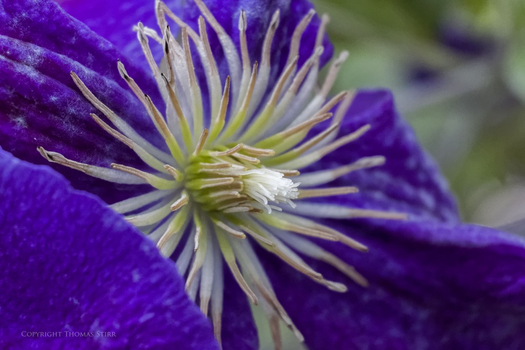 Nikon 1 J5 + Nikon 1 30-110mm f/3.8-5.6 @110mm, f/5.6, 1/1000, ISO-3200, Vello 16mm extension tube