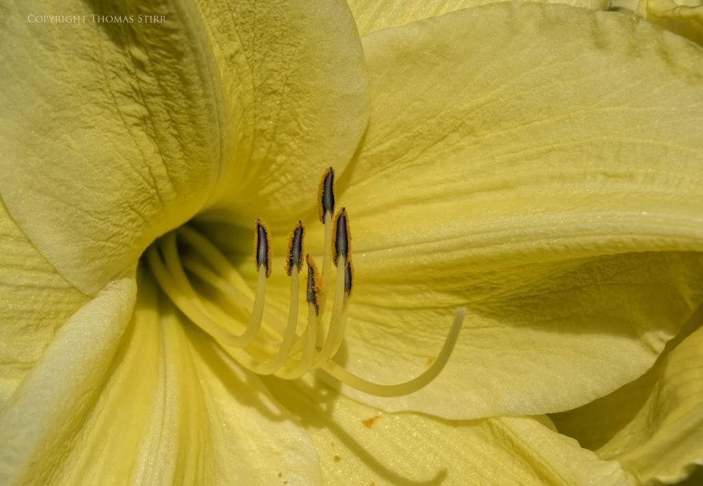 Nikon 1 J5 + Nikon 1 30-110mm f/3.8-5.6 @ 110mm, f/6.3. 1/1000, ISO-160, Vello 16mm extension tube