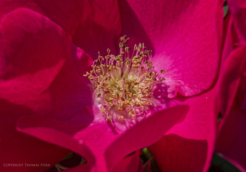 Nikon 1 J5 + Nikon 30-110mm f/3.8-5.6 @ 110mm, f/5.,6, 1/1000, ISO-280, Vello 16mm extension tube