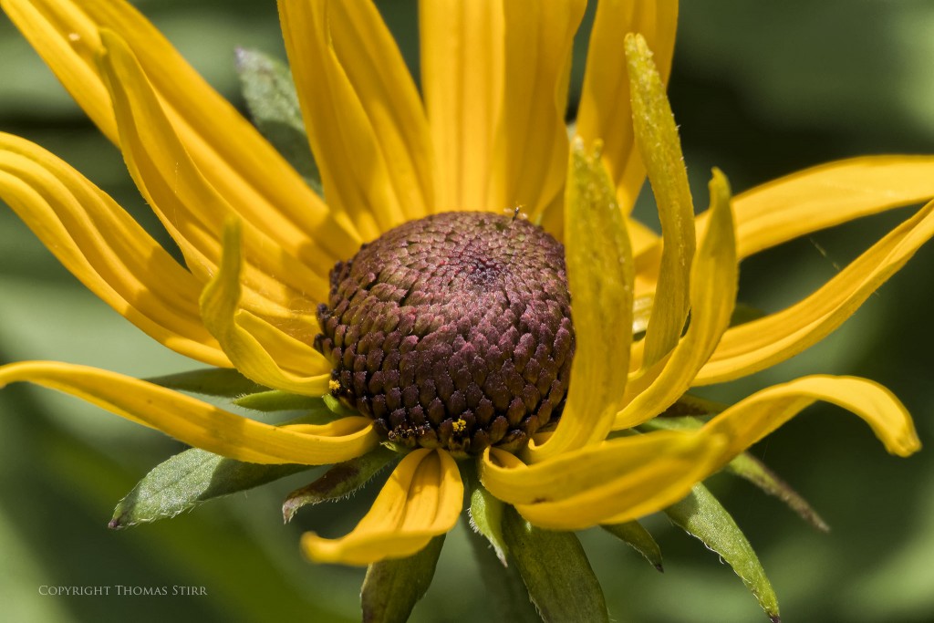 Nikon 1 J5 + Nikon 1 30-110mm f/3.8-5.6 @ 110mm, f/5.6, 1/1000, ISO-1000, Vello 16mm extension tube