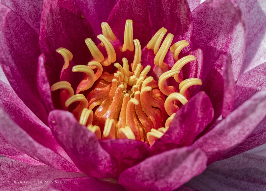 Nikon 1 J5 + Nikon 1 30-110mm f/3.8-5.6 @ 110mm, f/5.6, 1/1000, ISO-400, Vello 16mm extension tube