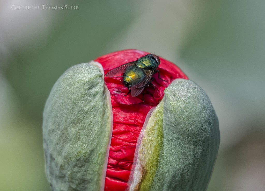 Nikon 1 J5 + Nikon 1 30-110mm f/3.8-5.6 @ 110mm, f/5.6, 1/1000, ISO-500, Vello 16mm extension tube