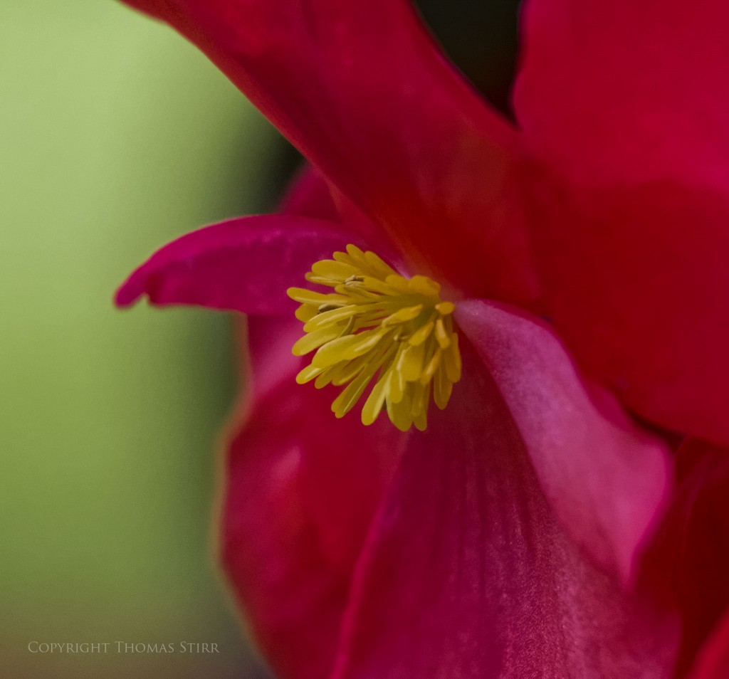 Nikon 1 J5 + Nikon 1 30-110mm f/3.8-5.6 @ 110mm, f/5.6, 1/1000, ISO-1250, Vello 16mm extension tube