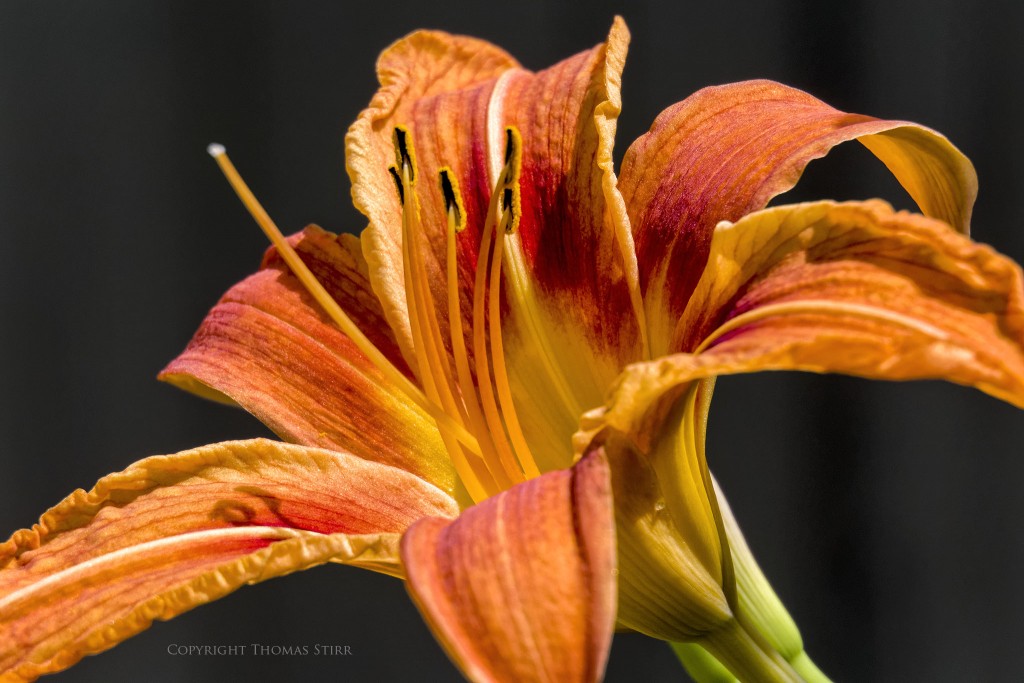 Nikon 1 J5 + Nikon 1 30-110mm f/3.8-5.6 @ 110mm, f/5.6, 1/1000, ISO-500, Vello 16mm extension tube