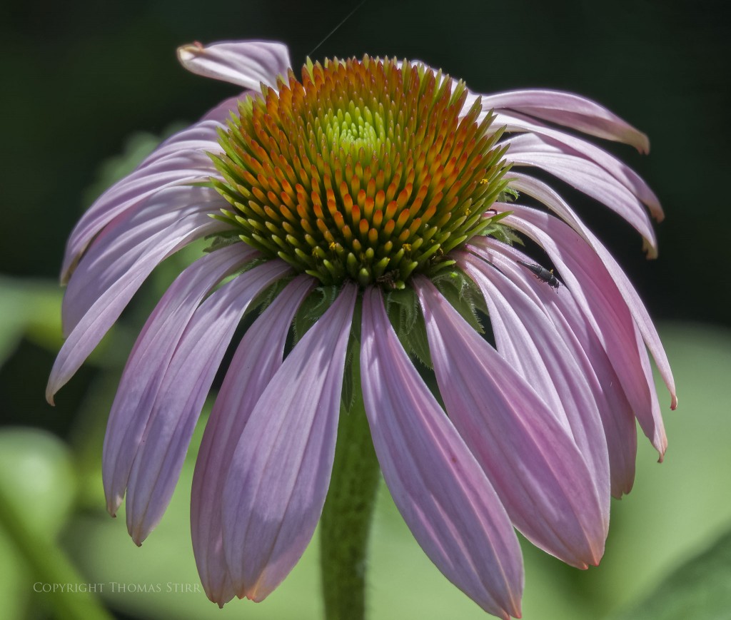 Nikon 1 J5 + Nikon 1 30-110mm f/3.8-5.6 @110mm, f/5.6, 1/1000, ISO-720, Vello 16mm extension tube
