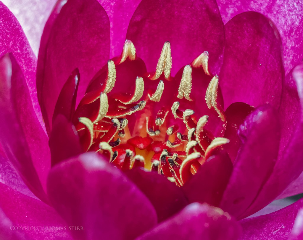 Nikon 1 J5 + Nikon 1 30-110mm f/3.8-5.6 @ 110mm, f/6.3, 1/1000, ISO-1000, Vello 16mm extension tube