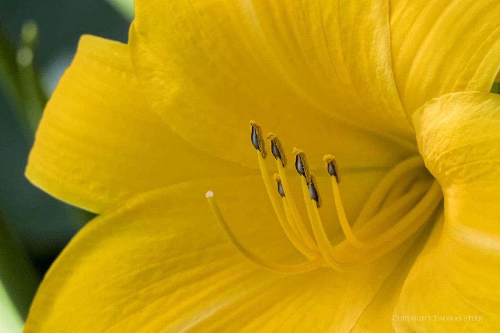 Nikon 1 J5 + Nikon 1 30-110mm f/3.8-5.6 @ 110mm, f/6.3, 1/1000, ISO-3200, Vello 16mm extension tube