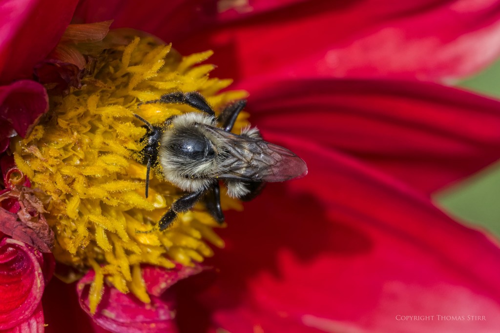 Nikon 1 J5 + Nikon 1 30-110mm f/3.8-5.6 @ 110mm, f/5.6, 1/1000, ISO-450, Vello 16mm extension tube