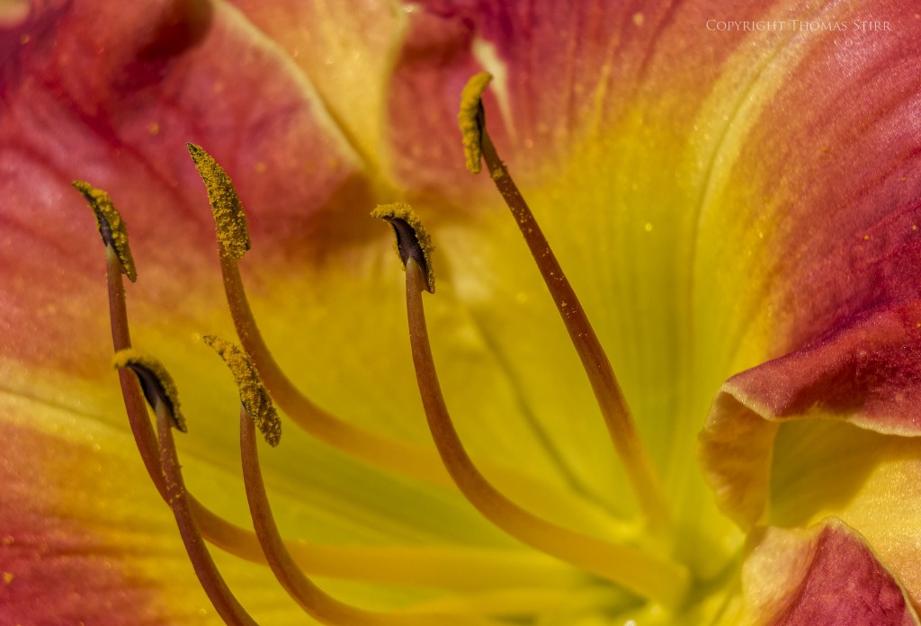 Nikon 1 J5 + Nikon 1 30-110mm f/3.8-5.6 @ 110mm, f/5.6, 1/1000, ISO-220, Vello 16mm extension tube