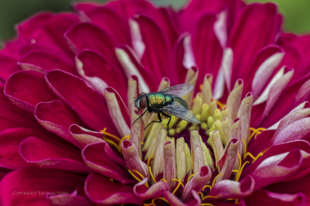 Nikon 1 J5 + Nikon 1 30-110mm f/3.8-5.6 @ 110mm, f/5.6, 1/400, ISO-360, Vello 16mm extension tube