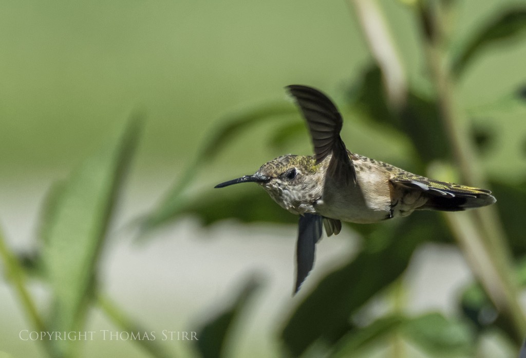 Nikon 1 V2 + Nikon 1 CX 70-300mm f/4.5-5.6 @ 300mm (efov 810mm), f/5.6, 1/3200, ISO-720