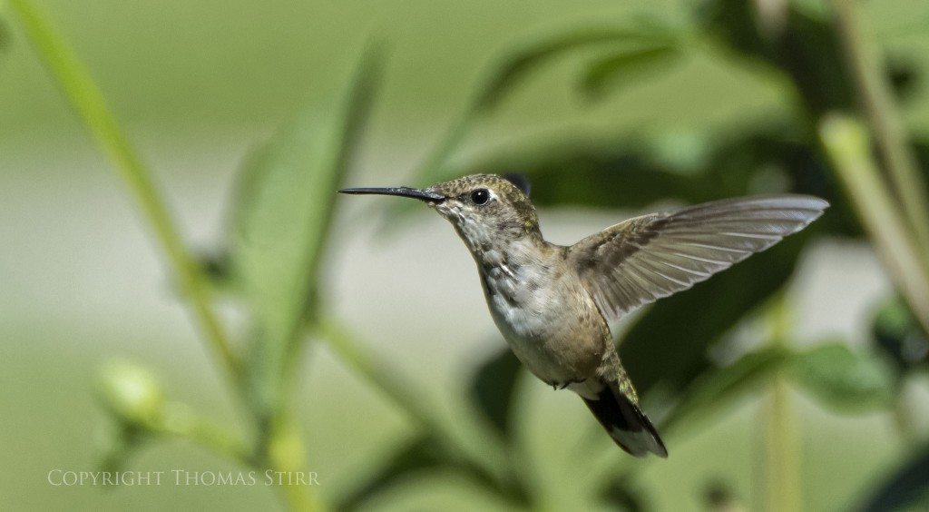 Nikon 1 V2 + Nikon 1 CX 70-300mm f/4.5-5.6 @ 300mm (efov 810mm), f/5.6, 1/3200, ISO-720