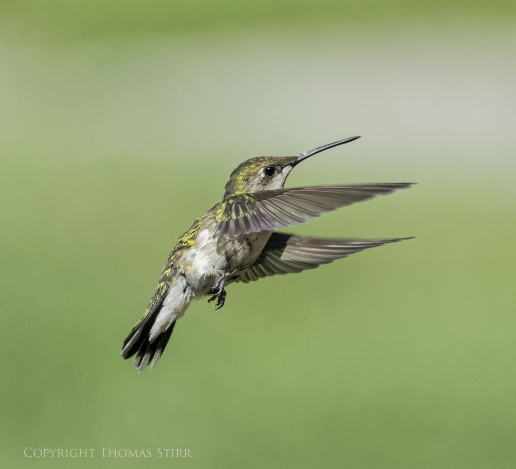 Nikon 1 V2 + Nikon 1 CX 70-300mm f/4.5-5.6 @ 300mm (efov 810mm), f/5.6, 1/3200, ISO-640