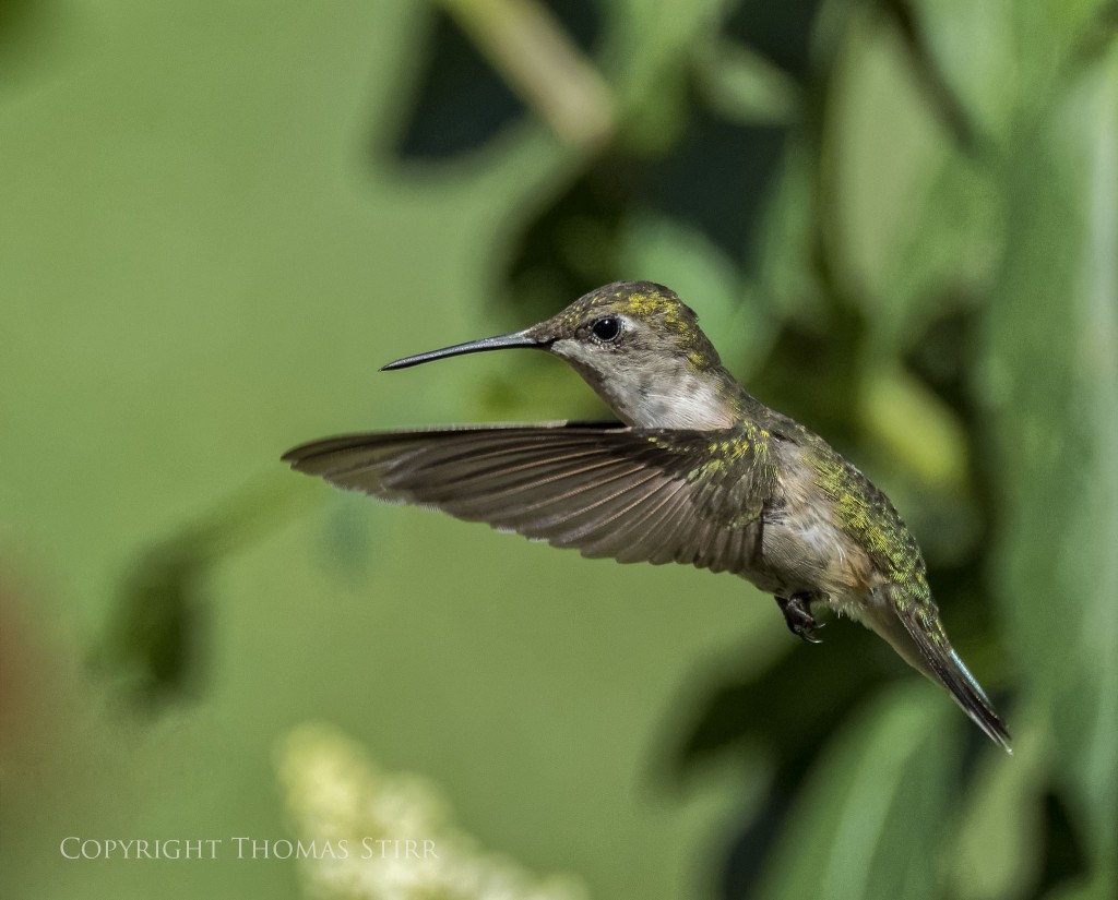 Nikon 1 V2 + Nikon 1 CX 70-300mm f/4.5-5.6 @ 300mm (efov 810mm), f/5.6, 1/3200, ISO-800
