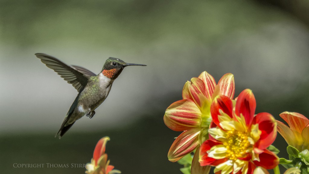 Nikon 1 V2 + Nikon 1 CX 70-300mm f/4.5-5.6 @ 300mm (efov 810mm), f/5.6, 1/3200, ISO-800