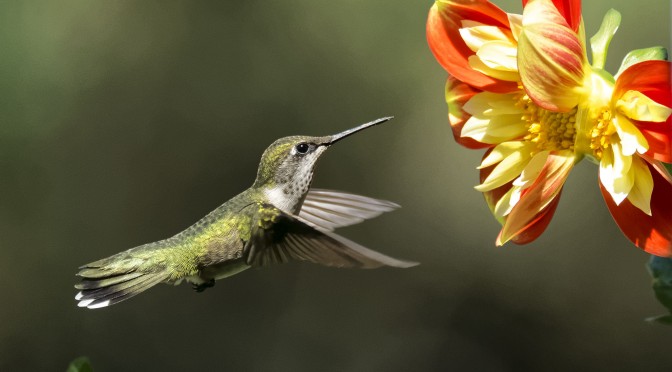 Hummingbirds in flight with Nikon 1