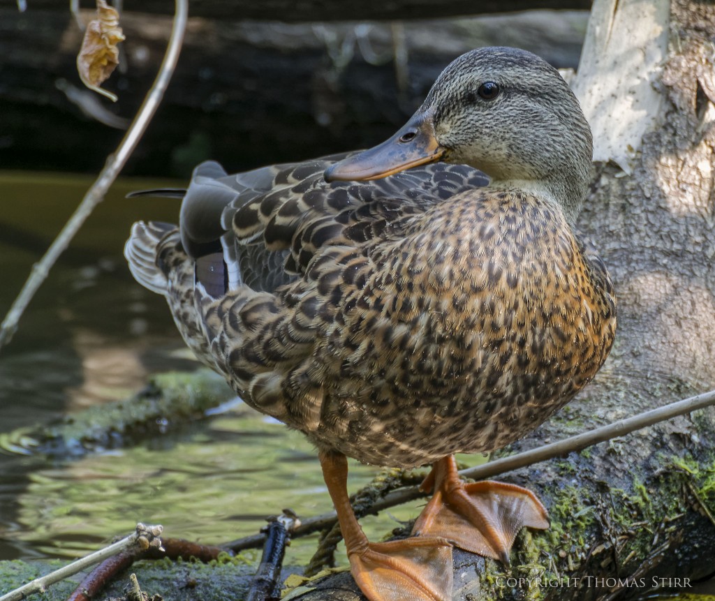 Nikon 1 V2 + Nikon 1 CX 70-300mm f/4.5-5.6 @ 300mm, efov 819mm, f/5.6, 1/60, ISO-160