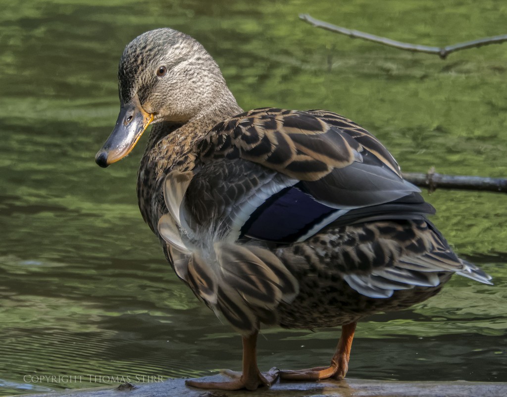 Nikon 1 + Nikon 1 CX 70-300mm f/4.5-5.6 @ 250mm, efov 675mm, f/5.6, 1/1000, ISO-900