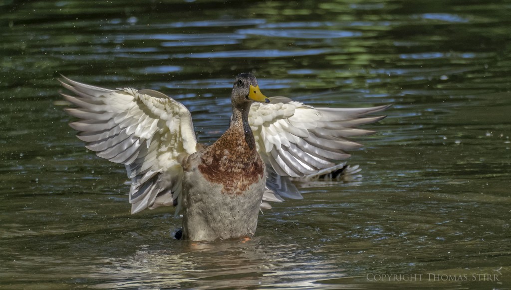 Nikon 1 + Nikon 1 CX 70-300mm f/4.5-5.6 @ 300mm, efov 810mm, f/5.6, 1/1250, ISO-220