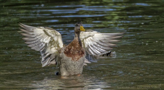 Ducks by Forty Mile Creek