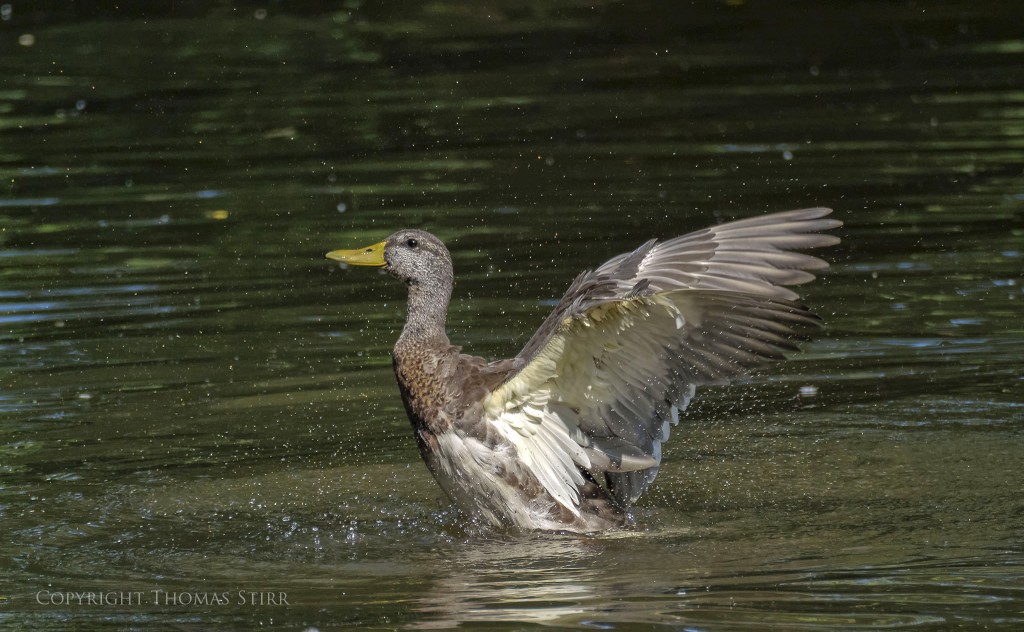 Nikon 1 + Nikon 1 CX 70-300mm f/4.5-5.6 @ 300mm, efov 810mm, f/5.6, 1/1250, ISO-200