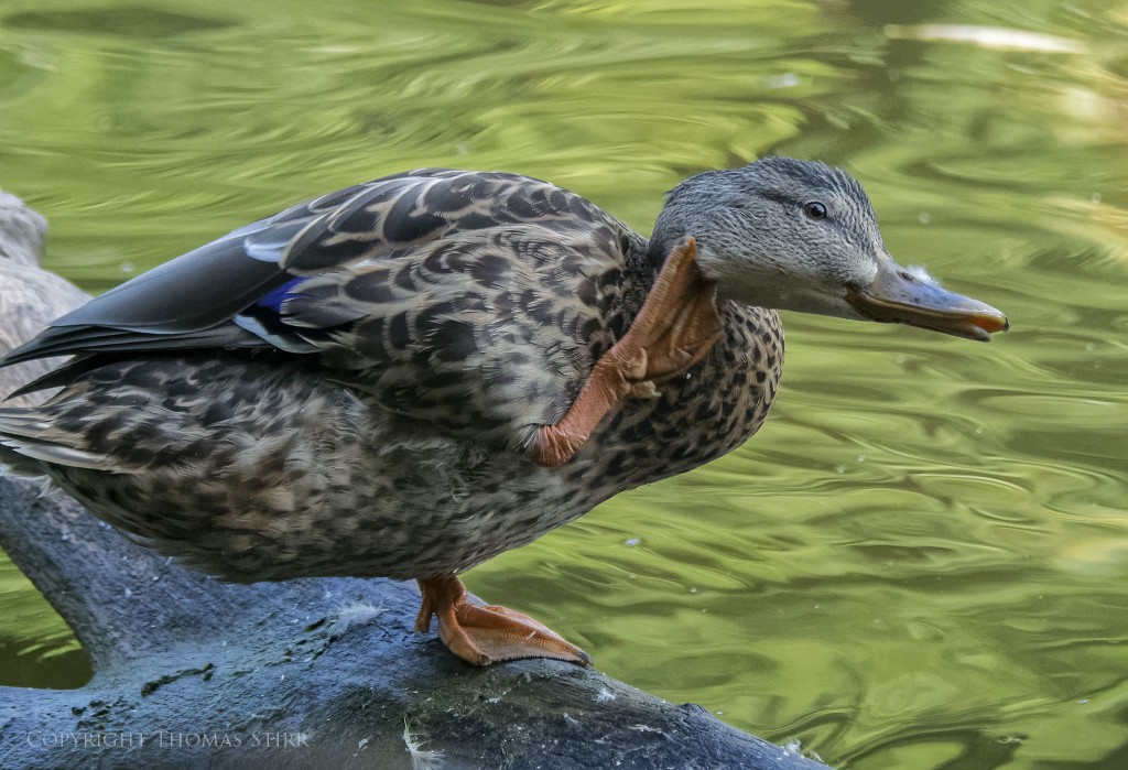 Nikon 1 + Nikon 1 CX 70-300mm f/4.5-5.6 @ 212mm, efov 571mm, f/5.6, 1/1250, ISO-3200