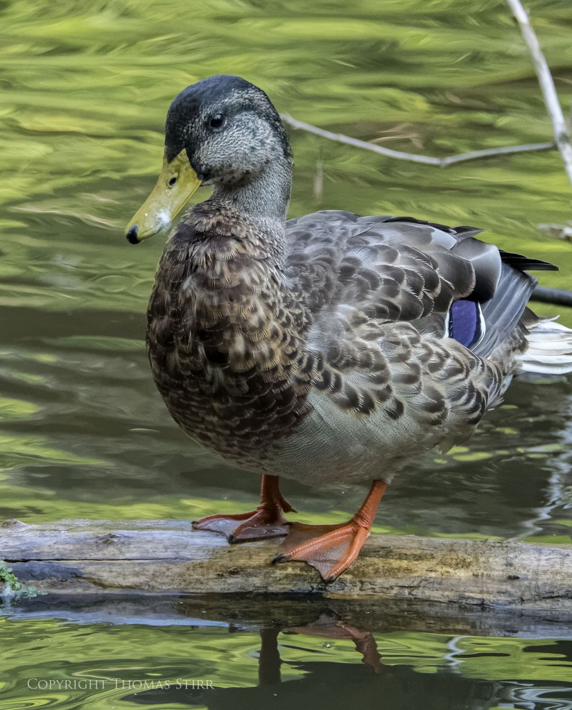 Nikon 1 + Nikon 1 CX 70-300mm f/4.5-5.6 @ 229mm, efov 618mm, f/5.6, 1/1250, ISO-2800