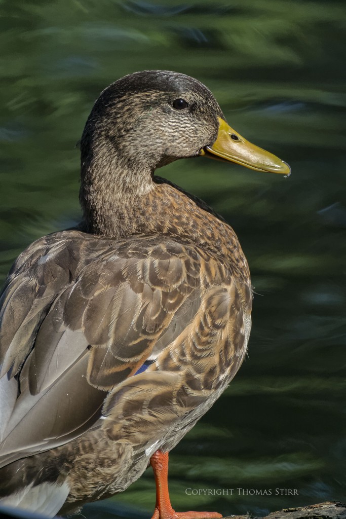 Nikon 1 + Nikon 1 CX 70-300mm f/4.5-5.6 @ 300mm, efov 810mm, f/5.6, 1/1250, ISO-560