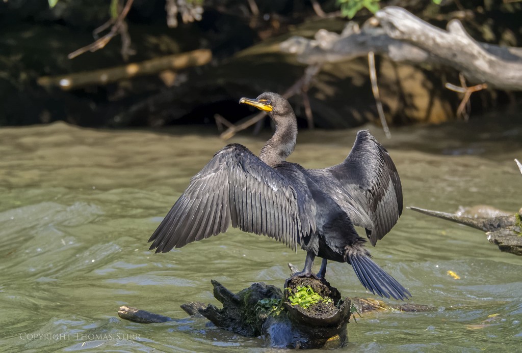 Nikon 1 + Nikon 1 CX 70-300mm f/4.5-5.6 @ 300mm, efov 810mm, f/6.3, 1/1250, ISO-1250