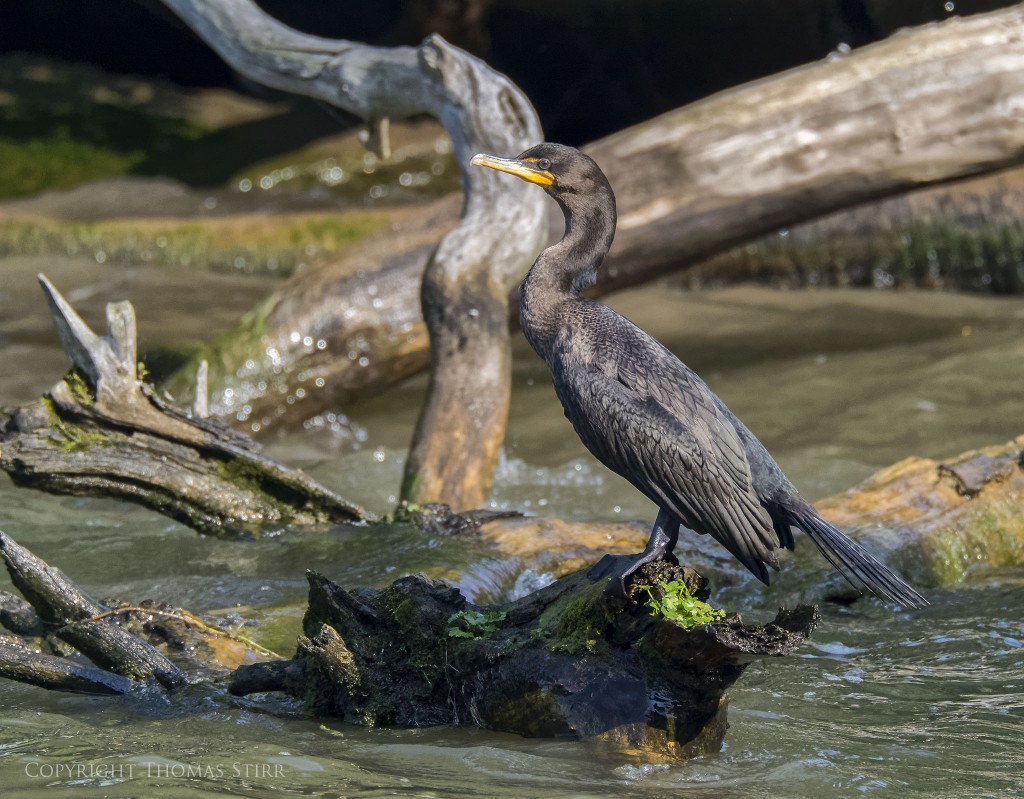 Nikon 1 + Nikon 1 CX 70-300mm f/4.5-5.6 @ 300mm, efov 810mm, f/6.3, 1/1250, ISO-720