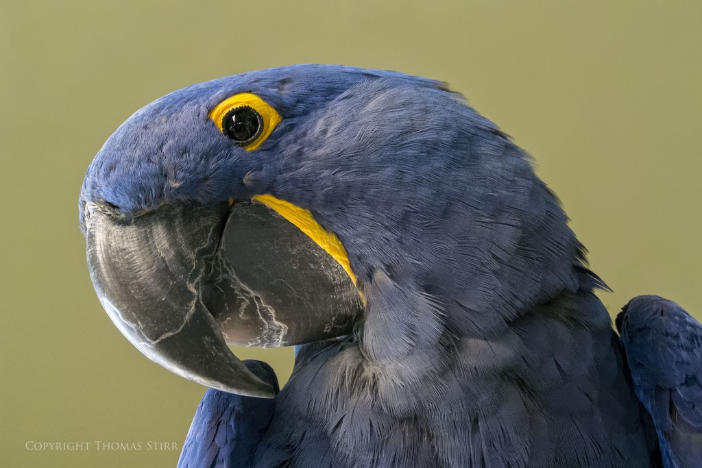 Nikon 1 V2 + Nikon 1 CX 70-300mm f/4.5-5.6 @ 183mm, efov 494mm, f/6.3, 1/60, ISO-3200