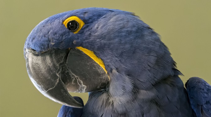 Bird Portraiture