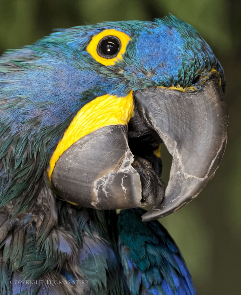 Nikon 1 V2 + Nikon 1 CX 70-300mm f/4.5-5.6 @ 220mm, efov 592mm, f/5.6, 1/60, ISO-560