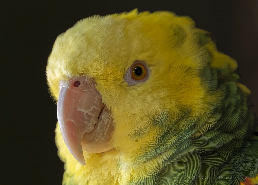 Nikon 1 V2 + Nikon 1 CX 70-300mm f/4.5-5.6 @ 300mm, efov 810mm, f/5.6, 1/60, ISO-500