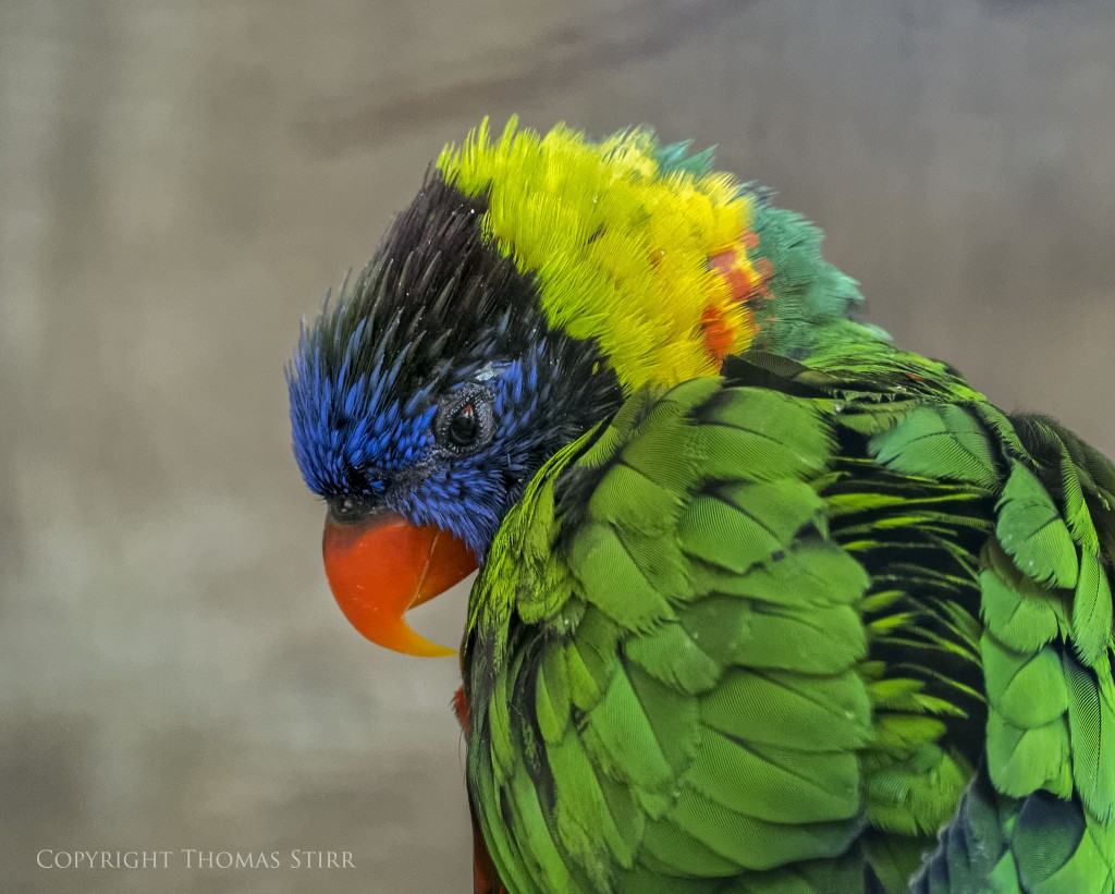Nikon 1 V2 + Nikon 1 CX 70-300mm f/4.5-5.6 @ 124mm, efov 333mm, f/5.6, 1/50, ISO-2800