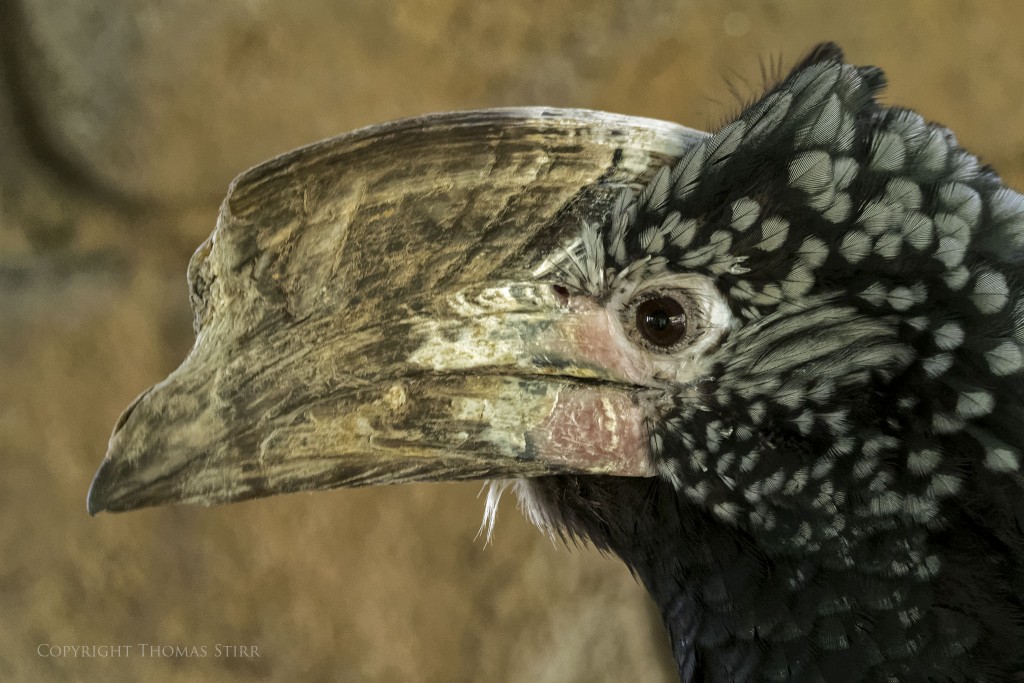 Nikon 1 V2 + Nikon 1 CX 70-300mm f/4.5-5.6 @ 136mm, efov 365mm, f/5.6, 1/50, ISO-1600