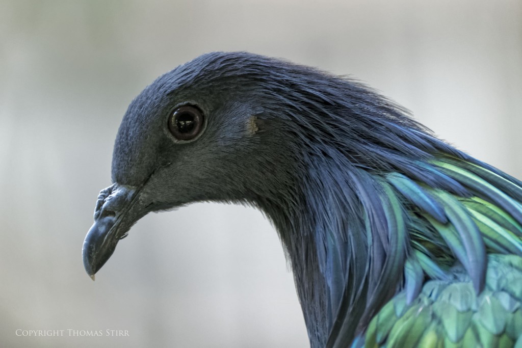 Nikon 1 V2 + Nikon 1 CX 70-300mm f/4.5-5.6 @ 300mm, efov 810mm, f/5.6, 1/60, ISO1250