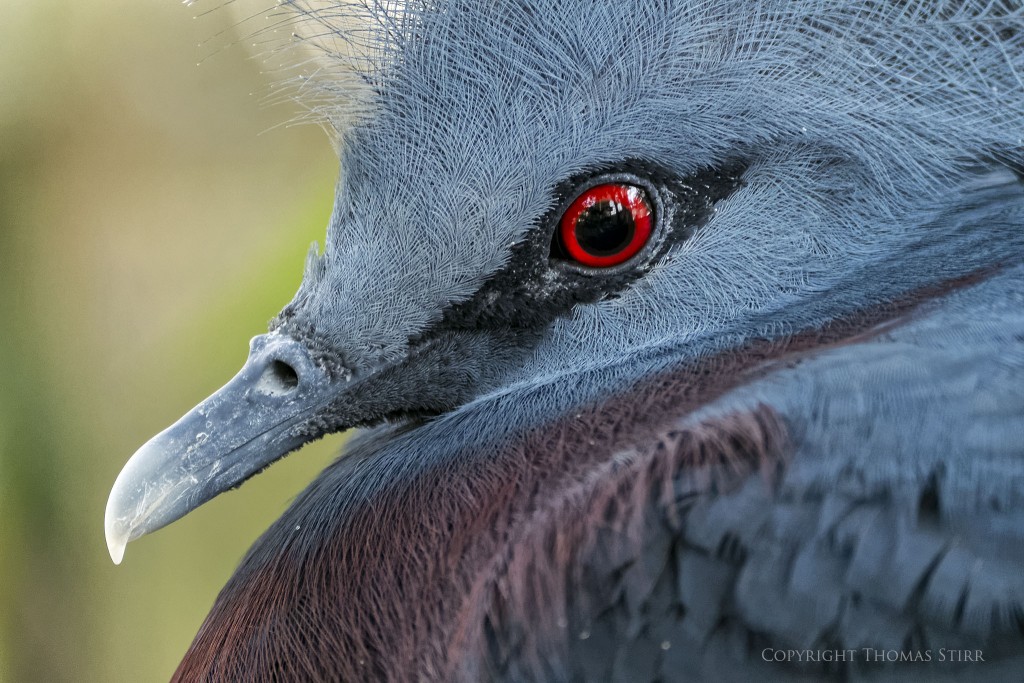 Nikon 1 V2 + Nikon 1 CX 70-300mm f/4.5-5.6 @ 300mm, efov 810mm, f/5.6, 1/60, ISO-1400