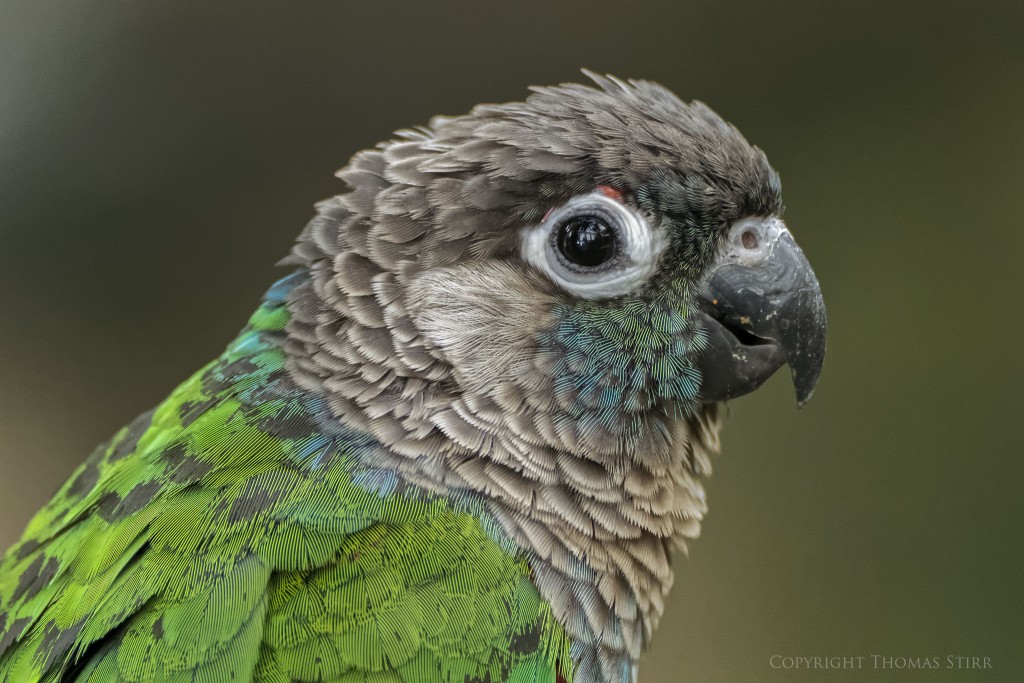 Nikon 1 V2 + Nikon 1 CX 70-300mm f/4.5-5.6 @ 300mm, efov 810mm, f/5.6, 1/200, ISO-2000
