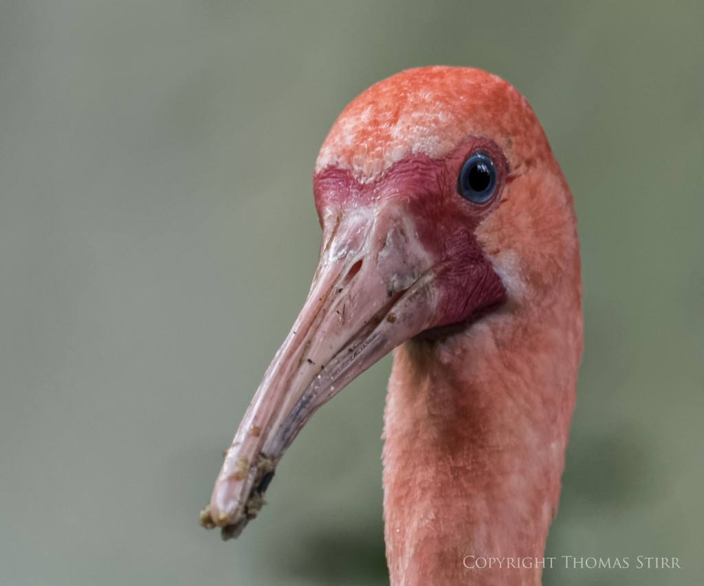 Nikon 1 V2 + Nikon 1 CX 70-300mm f/4.5-5.6 @ 300mm, efov 810mm, f/5.6, 1/80, ISO-450