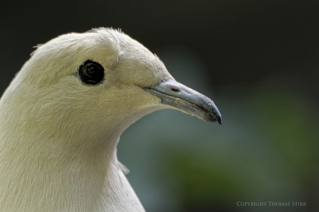 Nikon 1 V2 + Nikon 1 CX 70-300mm f/4.5-5.6 @ 300mm, efov 810mm, f/5.6, 1/30, ISO-220