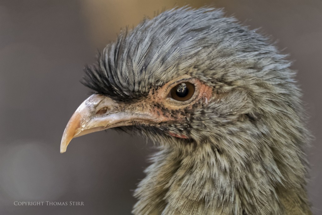 Nikon 1 V2 + Nikon 1 CX 70-300mm f/4.5-5.6 @ 300mm, efov 810mm, f/5.6, 1/30, ISO-900