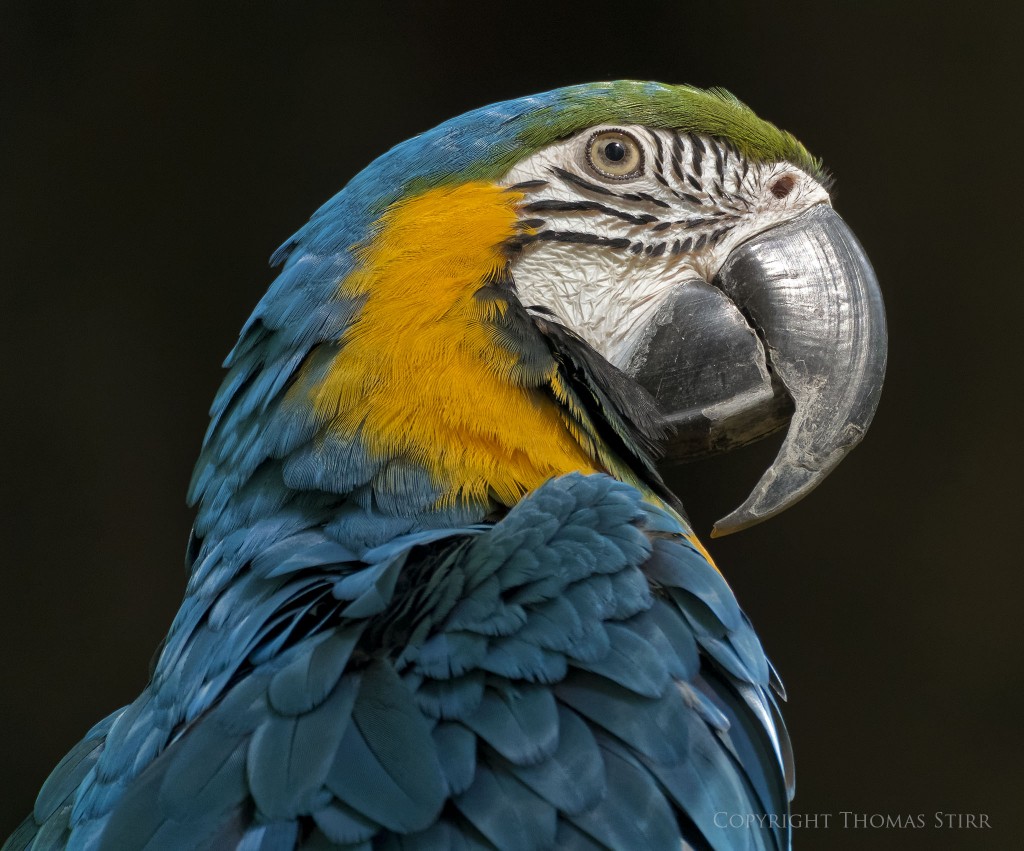 Nikon 1 V2 + Nikon 1 CX 70-300mm f/4.5-5.6 @ 300mm, efov 810mm, f/5.6, 1/400, ISO-800
