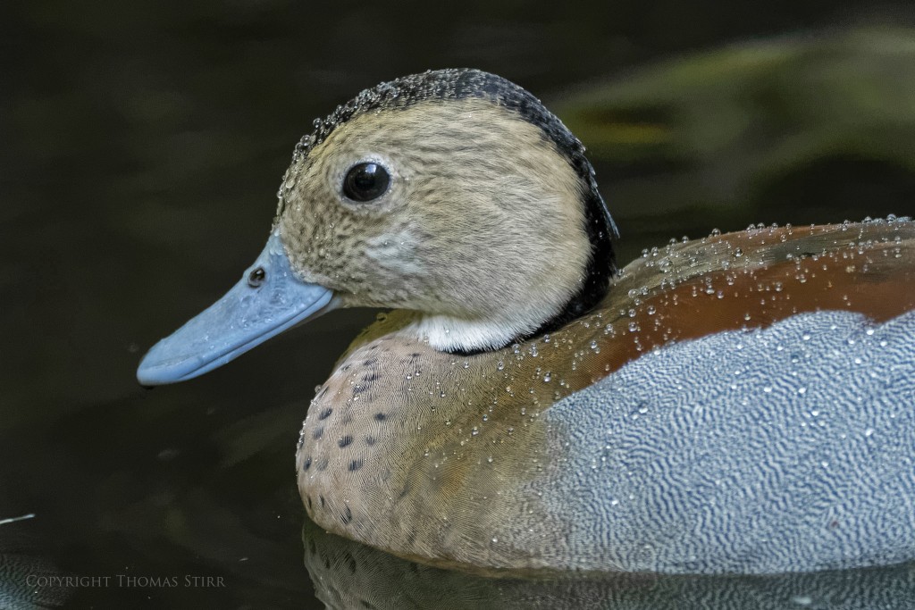 Nikon 1 V2 + Nikon 1 CX 70-300mm f/4.5-5.6 @ 216mm, efov 581mm, f/5.6, 1/400, ISO-3200